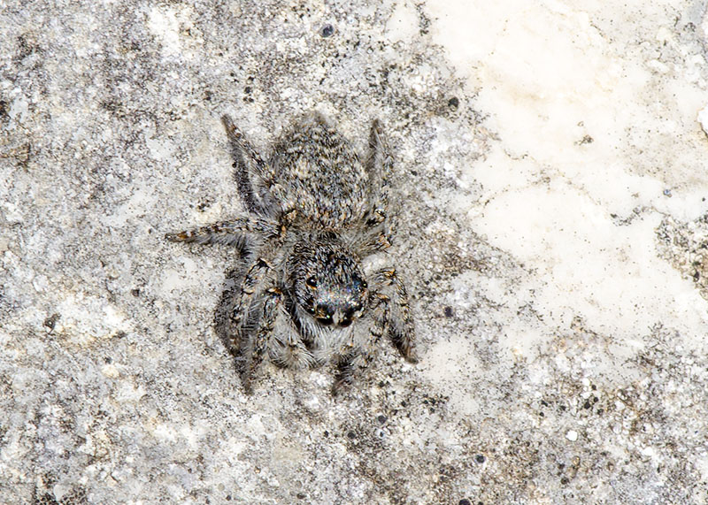 Salticidae: Philaeus chrysops, giovane - Campo Felice (AQ)